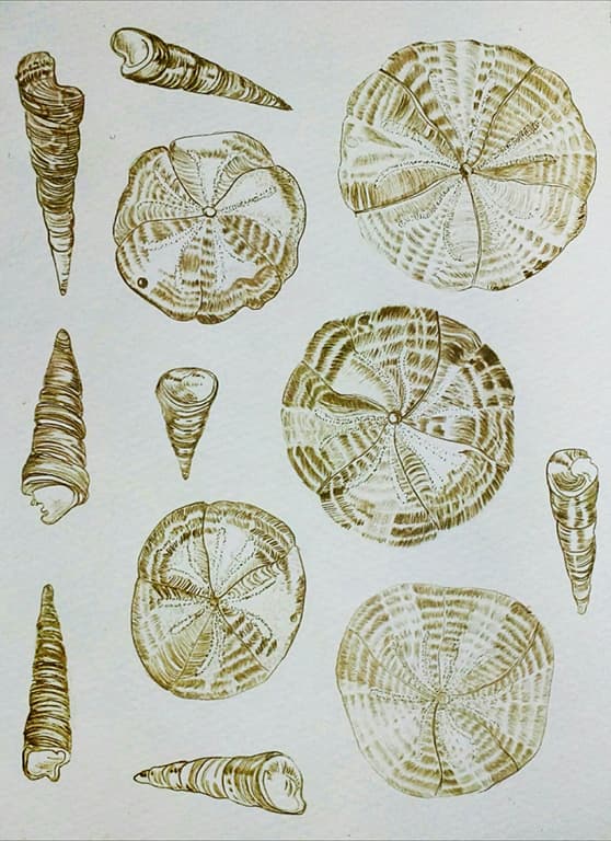 {image.alt}
